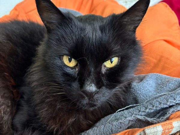 0e5ed58a-58f6-46c3-a6ed-6ae81d53ae3e