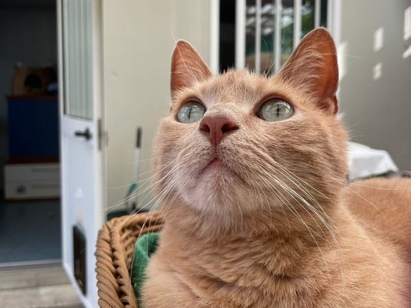 21d3064b-9bda-4f94-8db0-991552d508ce