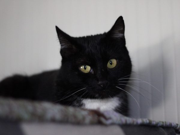 3e0fdace-86e4-43a8-8376-a8981cb8370b