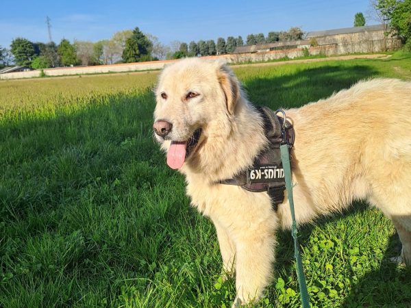 532056b0-8d90-4a82-b101-78b9a5c6f4b0