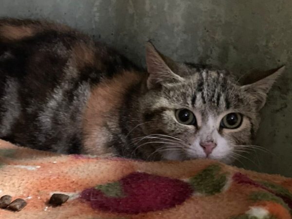 5e970ca6-bf41-4b4e-a250-9fe5943b94fb