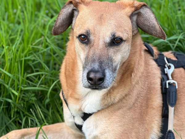 69e8d84e-12ce-47b6-ad02-d9bc099e7e0f