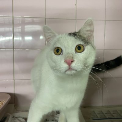 82ee4795-c539-491f-a964-7429b54a1f69