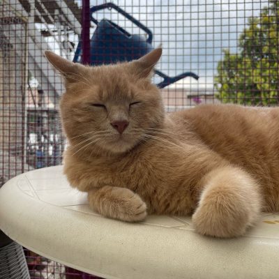 9707ccb7-27d0-4cc1-92d2-987c2151ac6c