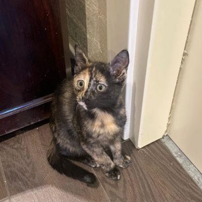 9a6443a5-e021-4bf8-8859-e42595065eb4