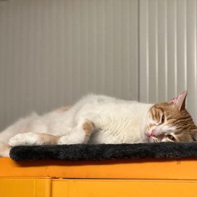 9ae3fb00-5989-4c20-aa8c-dc665fe2e70d 2