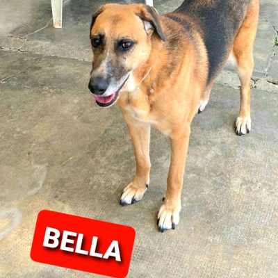 BELLA 1