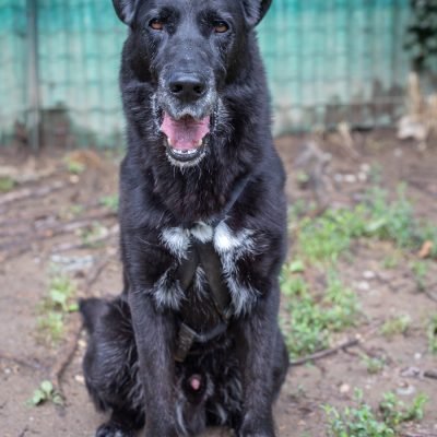 Blackie3