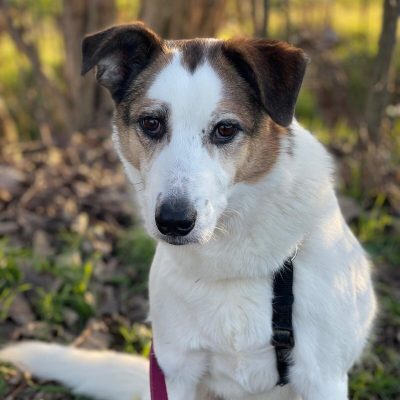 Immagine WhatsApp 2025-02-06 ore 16.20.05_53d90447