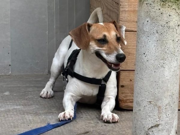 Immagine WhatsApp 2025-06-01 ore 14.12.11_178f34e12