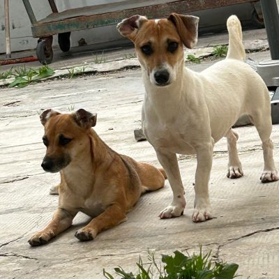 Immagine WhatsApp 2025-06-02 ore 11.10.45_1e6c6960