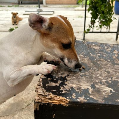 Immagine WhatsApp 2025-06-02 ore 11.11.01_28d737fb