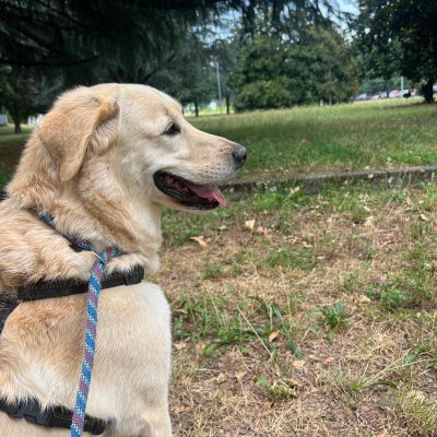 Immagine WhatsApp 2025-07-21 ore 15.39.38_da287a41