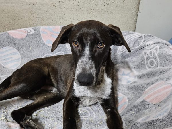 Immagine WhatsApp 2025-11-16 ore 20.28.20_16103e49