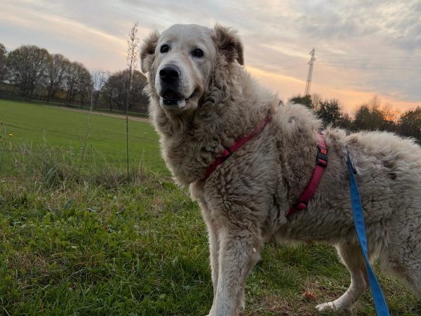 Immagine WhatsApp 2025-11-19 ore 18.58.43_f099c710