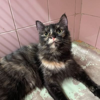LIVIA2