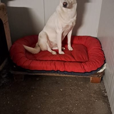 NORMA 3