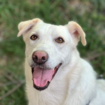 NORMA
