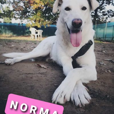 NORMA 7