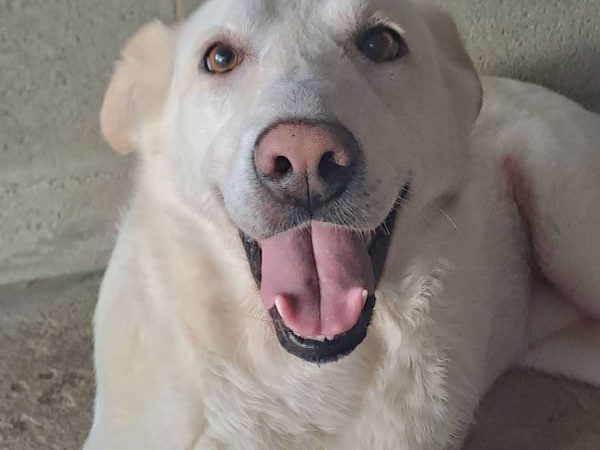 NORMA