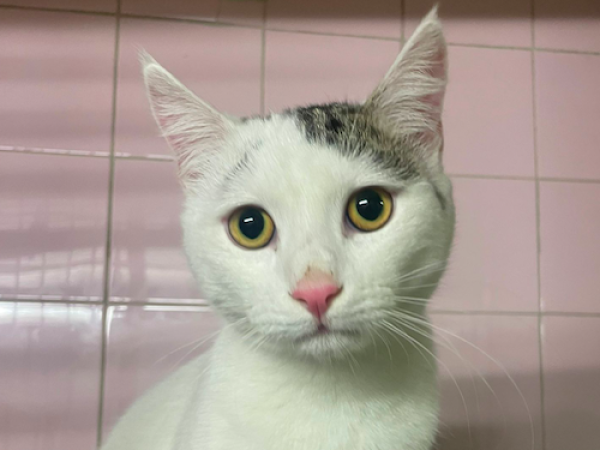 Schermata 2025-12-03 alle 10.24.01