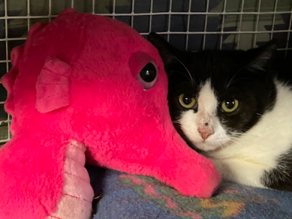 Schermata 2025-12-03 alle 22.07.05