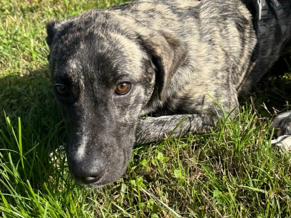 WhatsApp Image 2025-11-16 at 23.49.18