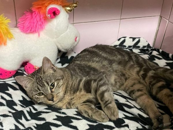 WhatsApp Image 2025-12-14 at 19.10.46