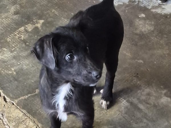 WhatsApp Image 2026-01-29 at 16.13.48