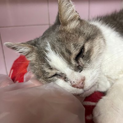 a0c372f0-3e2c-4a6e-9c39-0b0146837b99