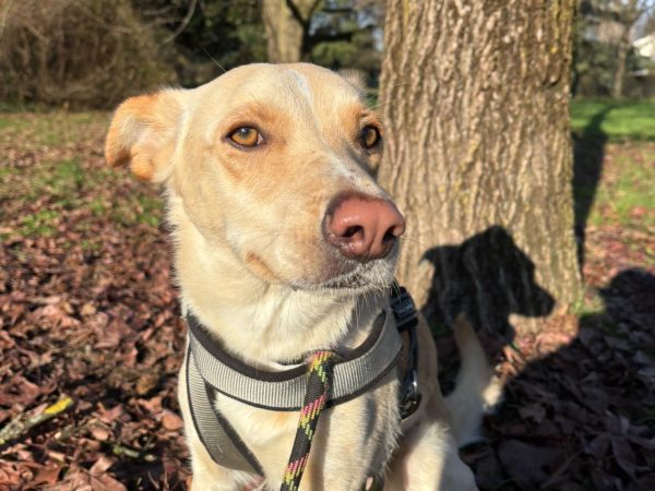 bdebc65f-1697-46c9-bf45-cd907f78d78a