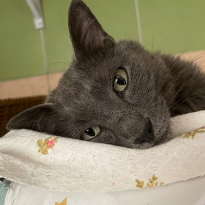 c31d3a73-04ce-444f-86e3-b225173c8b73