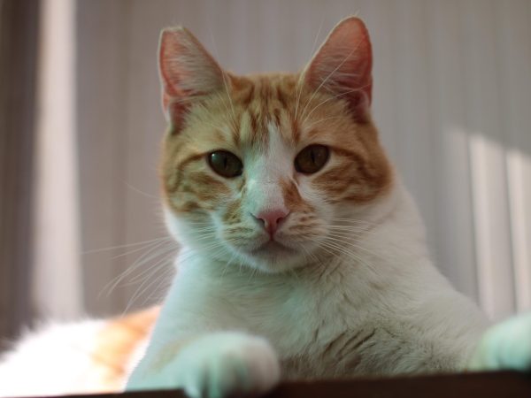 ce06ad02-46c8-460e-90fc-f4a94272da50 2