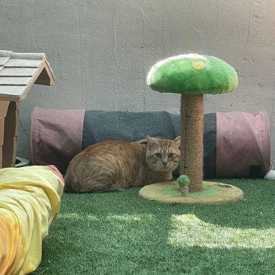 de433aca-eb78-4d90-b7cc-6c7201b812a8