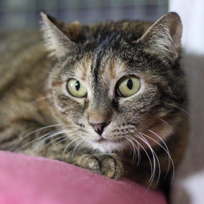 e991842e-a84d-4453-ae6c-26d8f9b4a681