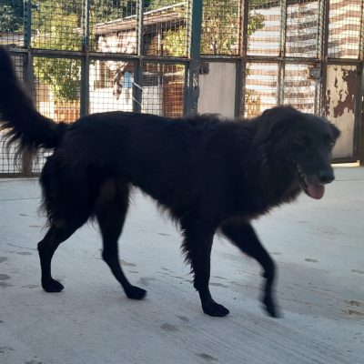 licia2