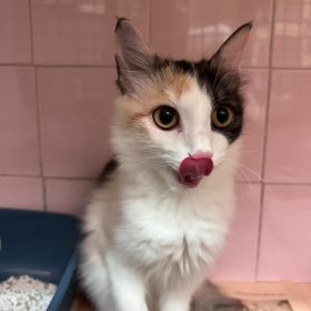 luna